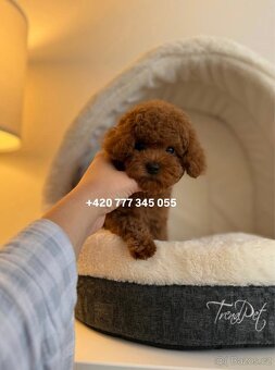 Toy Pudl Red Brown, Roni - 8