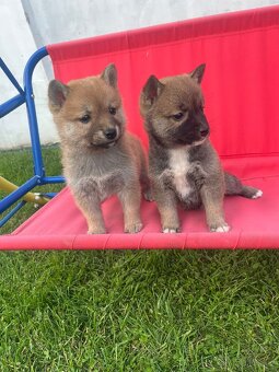 Shiba inu - 8