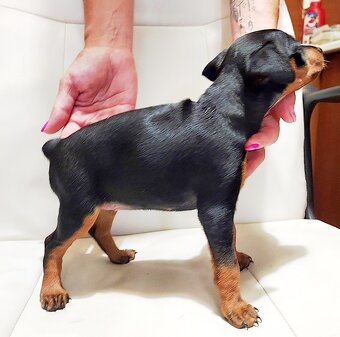 Trpasličí pinč Minidoberman - 8