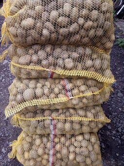 POLABSKÉ konzumní BRAMBORY 8 kč / kg - 8