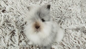 Zakrslý králík, králíček (Teddy) - MORTY - 8