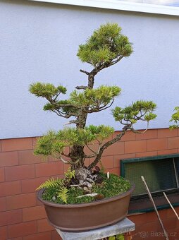 Borovice drobnokvětá bonsai - 8