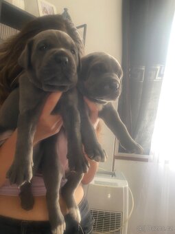 Cane corso rezervaci - 8