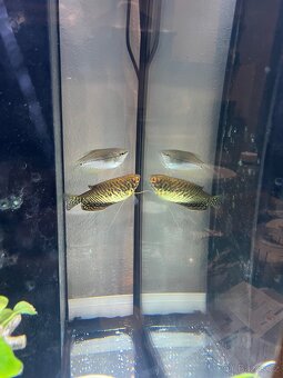 Akvarium Aquatlantis 96L - 8