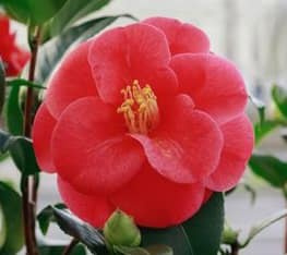 Kamélie japonská (Camellia Japonica) - 8