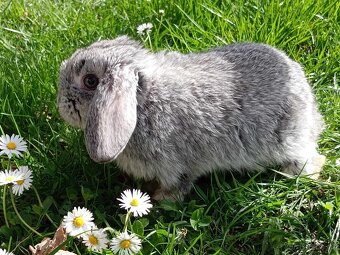 Kouzelná Miminka -Anglický Zakrslý Beránek MiniLop - 8
