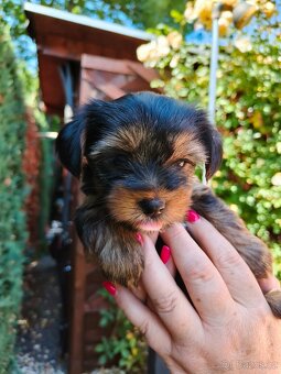 🐾 Yorkshire teriér štěňátka – holčička a chlapeček - 8