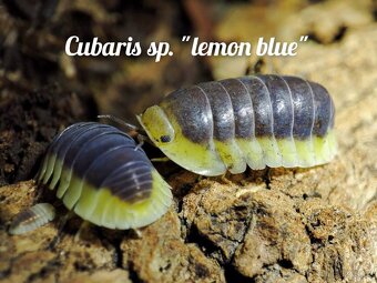 ❤️Obrovská sbírka isopod - 8