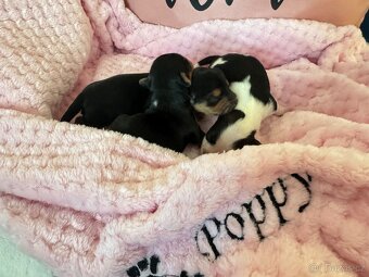 Jorkširský teriér-1x volná💕-mini fenečky - 8
