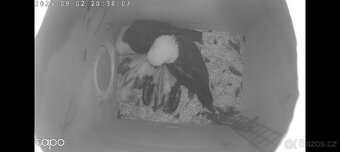 1.1. Žako Kongo,1.1.Pap.Senegálský,Amazonek Bělobřichý - 8