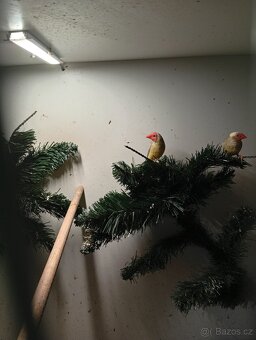 Astrild rakosní, rakosnik - 8