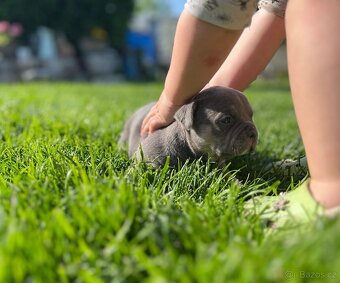Štěňátko American Bully - 8
