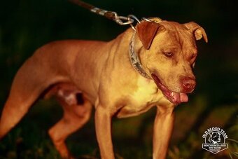 Apbt s PP - 8