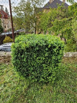 Rozdílné thuje, japonské vrby a buxus - 8