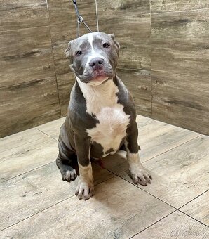 American bully XL - 8