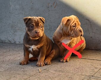 American bully pocket / sharpei - 8