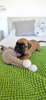 NĚMECKÝ BOXER ŠTĚŇATA narozená 31.10.2025 - 8