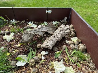 Suchozemská želva - 8