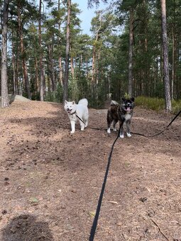 Akita Inu - mazel do rodiny - 8