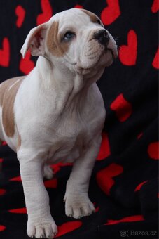 Americký stafordšírský teriér s PP pejsek SPIRIT - 8