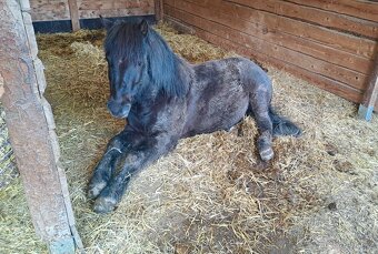 Pony valach 4 roky - 8