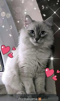 Ragdoll koťatka blue lynx - 8