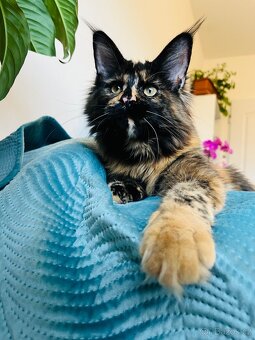 Mainská mývalí s pp - 8