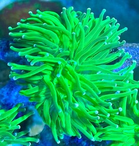 Morske koraly - Nova ponúka - 8