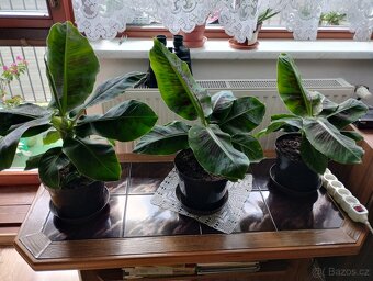 PRODÁM 3 KUSY BANÁNOVNÍKŮ A 4 KUSY ALOE VERA LÉČIVÉ - 8