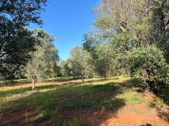 Prodám pozemek na jihu Itálie 10.000m2 59kč/m2 REZERVACE - 8