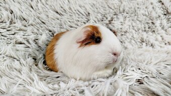 Morče, Morčátko, Morčátka, Morčata - BETTY - 8