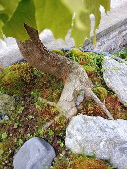 Javor mleč (Acer platanoides) bonsai - 8