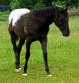 Appaloosa roční klisna - HOMOZYGOT na černou a LP - 8