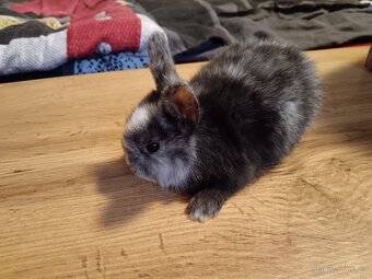 Zakrslý králík králíček - 8