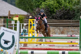 Welšký sportovní pony - 8