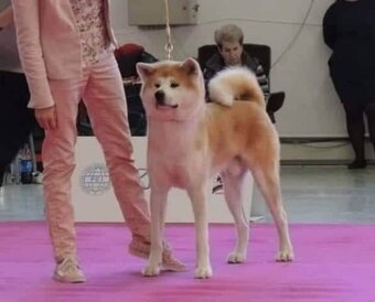 Akita inu - 8