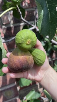 Mrazuvzdorné Fíkovníky - 8