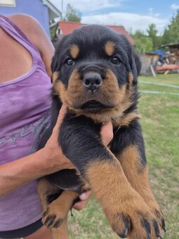 Šteniatka Rottweilera,Rotvajler s PP na predaj 🐾 - 8