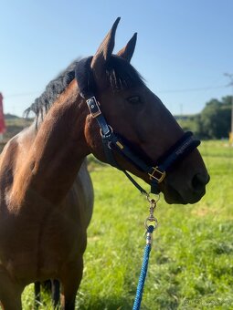 Docházka k valachovi - 8