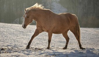 Qh valach po AP Royal Bar - 8