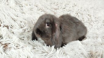 Zakrslý beránek, králíček, králík - PEGAS - 8