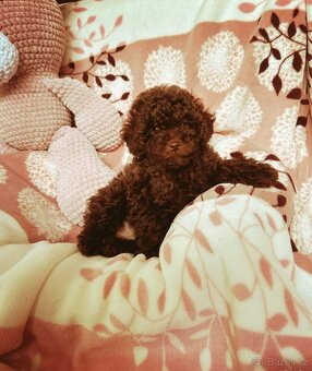 Pudl pudel pudlik toy - 8