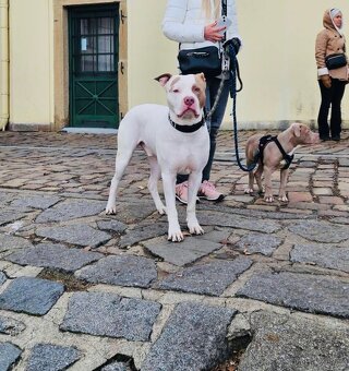 American bully XL krytí - 8