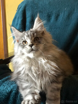 Mainská mývalí sPP - 8