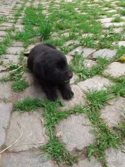 Labrador štěňata bez PP - 8