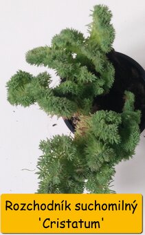 Rozchodník (Sedum) – na skalku i balkón - 8