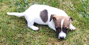 Jack Russel terier, kouzelná štěňátka - 8