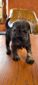 Knírač malý pepř a sůl - 8