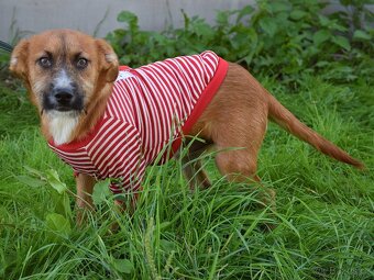 Mochi hledá domov - 8