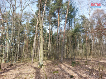 Prodej lesa, 4924 m², Paceřice - 8